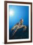 Hawksbill Turtle-Reinhard Dirscherl-Framed Photographic Print