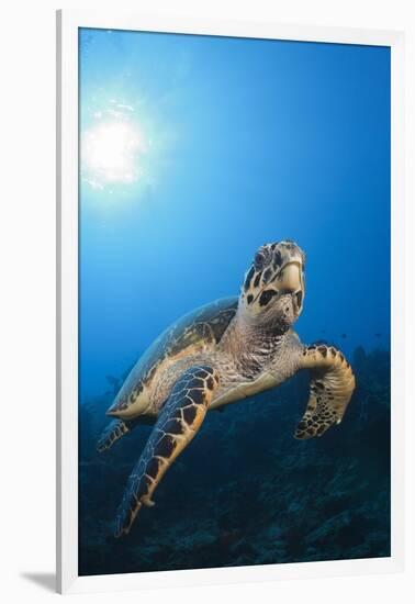 Hawksbill Turtle-Reinhard Dirscherl-Framed Photographic Print