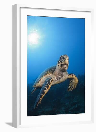 Hawksbill Turtle-Reinhard Dirscherl-Framed Photographic Print