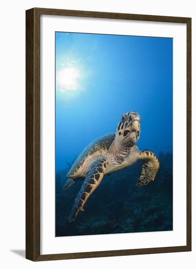 Hawksbill Turtle-Reinhard Dirscherl-Framed Photographic Print