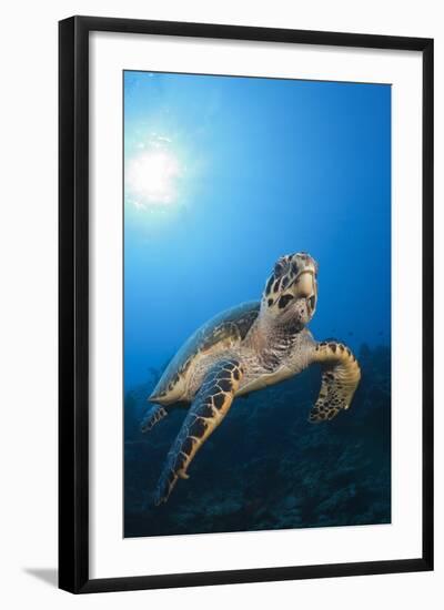 Hawksbill Turtle-Reinhard Dirscherl-Framed Photographic Print