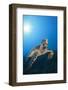 Hawksbill Turtle-Reinhard Dirscherl-Framed Photographic Print