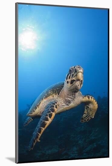 Hawksbill Turtle-Reinhard Dirscherl-Mounted Photographic Print