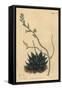 Haworthia Minor or Tulista Minima (Least Pearl Aloe, Aloe Margaritifera Minima)-Sydenham Teast Edwards-Framed Stretched Canvas