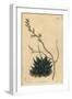 Haworthia Minor or Tulista Minima (Least Pearl Aloe, Aloe Margaritifera Minima)-Sydenham Teast Edwards-Framed Giclee Print