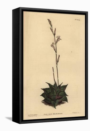 Haworthia Mirabilis (Rough-Leaved Cushion Aloe, Aloe Mirabilis)-Sydenham Teast Edwards-Framed Stretched Canvas