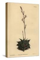 Haworthia Mirabilis (Rough-Leaved Cushion Aloe, Aloe Mirabilis)-Sydenham Teast Edwards-Stretched Canvas