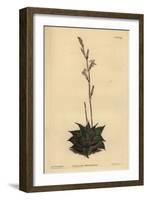 Haworthia Mirabilis (Rough-Leaved Cushion Aloe, Aloe Mirabilis)-Sydenham Teast Edwards-Framed Giclee Print