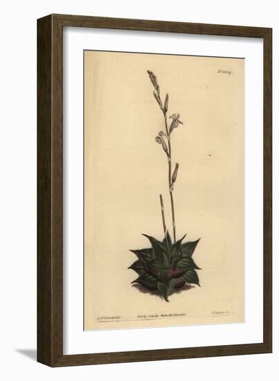 Haworthia Mirabilis (Rough-Leaved Cushion Aloe, Aloe Mirabilis)-Sydenham Teast Edwards-Framed Giclee Print