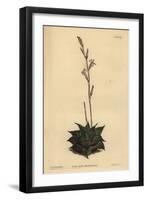 Haworthia Mirabilis (Rough-Leaved Cushion Aloe, Aloe Mirabilis)-Sydenham Teast Edwards-Framed Giclee Print