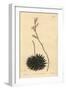 Haworthia Pumila or Tulista Pumila (Dark-Leaved Spider Aloe, Aloe Arachnoides Pumila)-Sydenham Teast Edwards-Framed Giclee Print