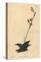 Haworthia Venosa (Recurved Aloe, Aloe Recurva)-Sydenham Teast Edwards-Stretched Canvas