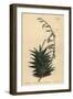 Haworthia Viscosa (Stiff Leaved Aloe, Aloe Rigida)-Sydenham Teast Edwards-Framed Giclee Print