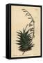 Haworthia Viscosa (Stiff Leaved Aloe, Aloe Rigida)-Sydenham Teast Edwards-Framed Stretched Canvas