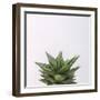 Haworthia-Assaf Frank-Framed Giclee Print