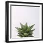 Haworthia-Assaf Frank-Framed Giclee Print