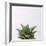 Haworthia-Assaf Frank-Framed Giclee Print