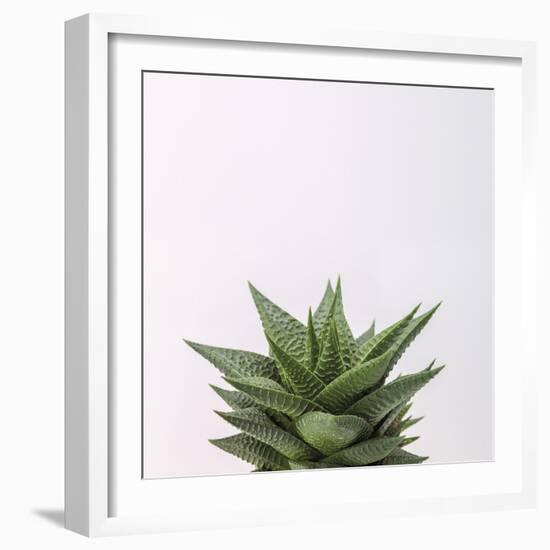 Haworthia-Assaf Frank-Framed Giclee Print