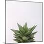 Haworthia-Assaf Frank-Mounted Giclee Print