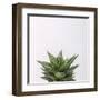 Haworthia-Assaf Frank-Framed Giclee Print