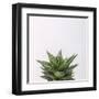 Haworthia-Assaf Frank-Framed Giclee Print