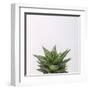 Haworthia-Assaf Frank-Framed Giclee Print