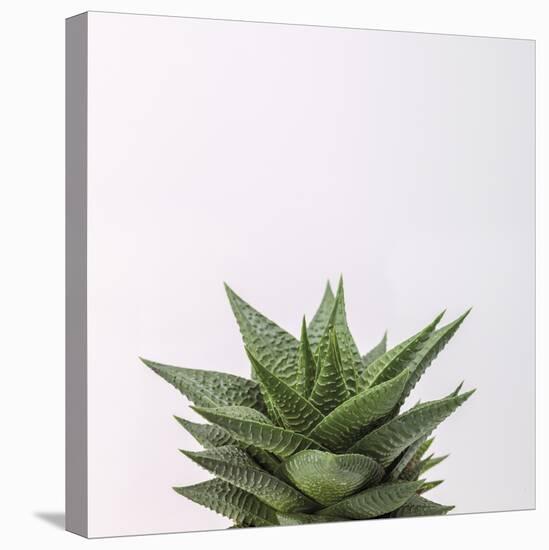 Haworthia-Assaf Frank-Stretched Canvas