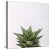 Haworthia-Assaf Frank-Stretched Canvas