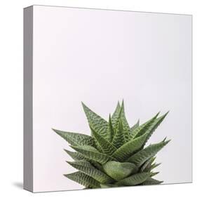 Haworthia-Assaf Frank-Stretched Canvas