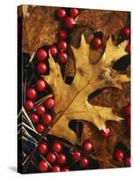 Hawthorn berries and Black Oak leaf, Spokane County, Washington, USA-Charles Gurche-Stretched Canvas