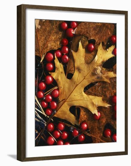 Hawthorn berries and Black Oak leaf, Spokane County, Washington, USA-Charles Gurche-Framed Photographic Print