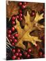 Hawthorn berries and Black Oak leaf, Spokane County, Washington, USA-Charles Gurche-Mounted Photographic Print