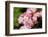 Hawthorn blossom, pink form, Wiltshire, UK-Nick Upton-Framed Photographic Print