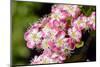 Hawthorn blossom, pink form, Wiltshire, UK-Nick Upton-Mounted Photographic Print