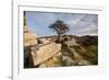 Hawthorn tree and granite outcrop, Saddle Tor, Dartmoor, UK-Ross Hoddinott / 2020VISION-Framed Photographic Print