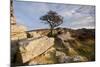 Hawthorn tree and granite outcrop, Saddle Tor, Dartmoor, UK-Ross Hoddinott / 2020VISION-Mounted Photographic Print