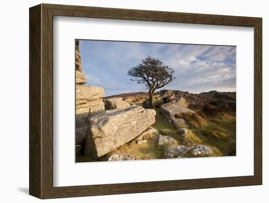 Hawthorn tree and granite outcrop, Saddle Tor, Dartmoor, UK-Ross Hoddinott / 2020VISION-Framed Photographic Print