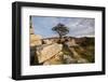 Hawthorn tree and granite outcrop, Saddle Tor, Dartmoor, UK-Ross Hoddinott / 2020VISION-Framed Photographic Print