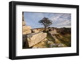 Hawthorn tree and granite outcrop, Saddle Tor, Dartmoor, UK-Ross Hoddinott / 2020VISION-Framed Photographic Print