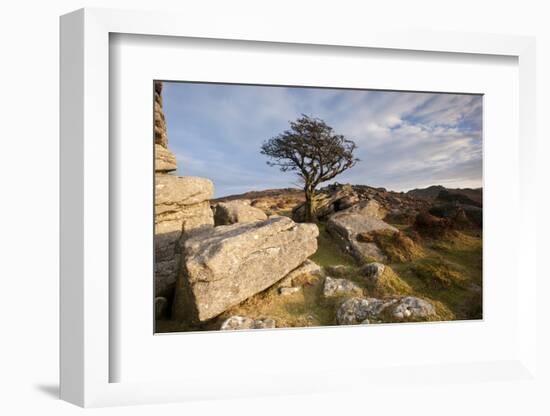 Hawthorn tree and granite outcrop, Saddle Tor, Dartmoor, UK-Ross Hoddinott / 2020VISION-Framed Photographic Print