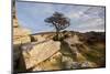 Hawthorn tree and granite outcrop, Saddle Tor, Dartmoor, UK-Ross Hoddinott / 2020VISION-Mounted Photographic Print