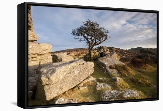 Hawthorn tree and granite outcrop, Saddle Tor, Dartmoor, UK-Ross Hoddinott / 2020VISION-Framed Stretched Canvas