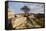 Hawthorn tree and granite outcrop, Saddle Tor, Dartmoor, UK-Ross Hoddinott / 2020VISION-Framed Stretched Canvas