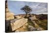 Hawthorn tree and granite outcrop, Saddle Tor, Dartmoor, UK-Ross Hoddinott / 2020VISION-Stretched Canvas