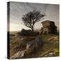 Hawthorn Tree (Crataegus Monogyna) and Granite Outcrop Near Saddle Tor, Dartmoor Np, Devon, UK-Ross Hoddinott-Stretched Canvas