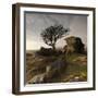 Hawthorn Tree (Crataegus Monogyna) and Granite Outcrop Near Saddle Tor, Dartmoor Np, Devon, UK-Ross Hoddinott-Framed Photographic Print