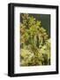 Hawthorn tree. St. Stephen's Heritage Church and Cemetery, Saanichton, British Columbia-Stuart Westmorland-Framed Photographic Print