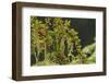 Hawthorn tree. St. Stephen's Heritage Church and Cemetery, Saanichton, British Columbia-Stuart Westmorland-Framed Photographic Print