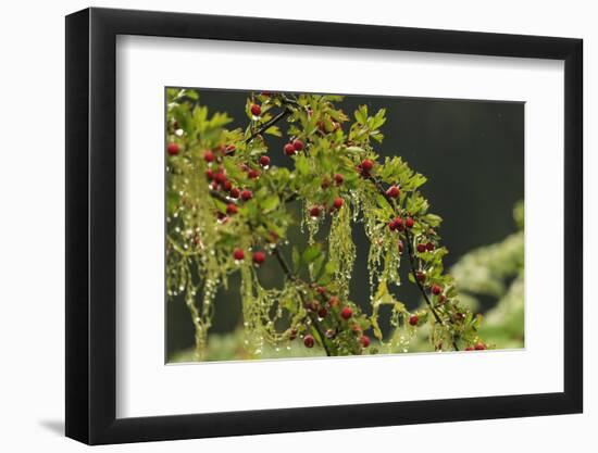 Hawthorn tree. St. Stephen's Heritage Church and Cemetery, Saanichton, British Columbia-Stuart Westmorland-Framed Photographic Print