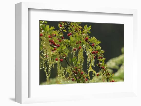 Hawthorn tree. St. Stephen's Heritage Church and Cemetery, Saanichton, British Columbia-Stuart Westmorland-Framed Photographic Print